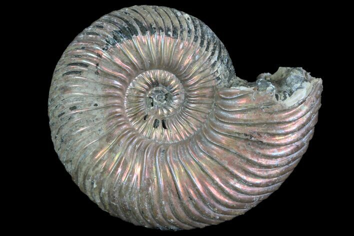 Iridescent Ammonite (Quenstedticeras) Fossil With Pyrite #78507